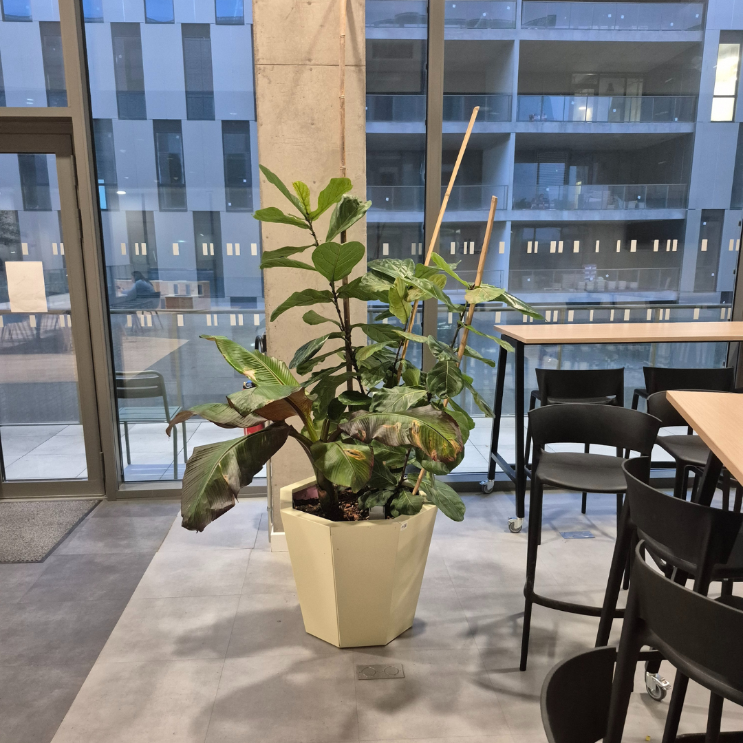 Décoration des espaces intérieur du batiment Ynov Montpellier avec des plantes