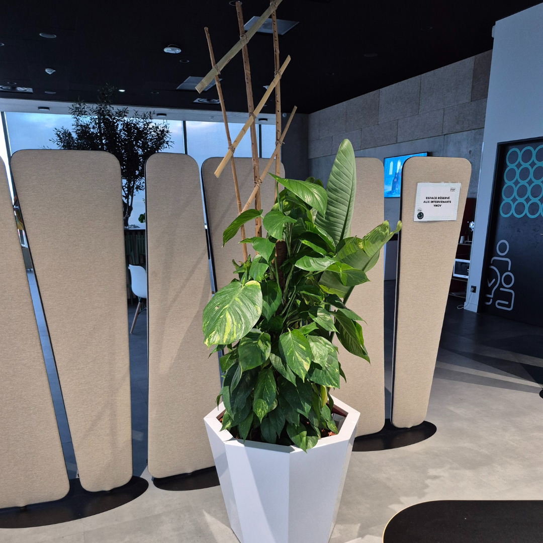 Décoration des espaces intérieur du batiment Ynov Montpellier avec des plantes