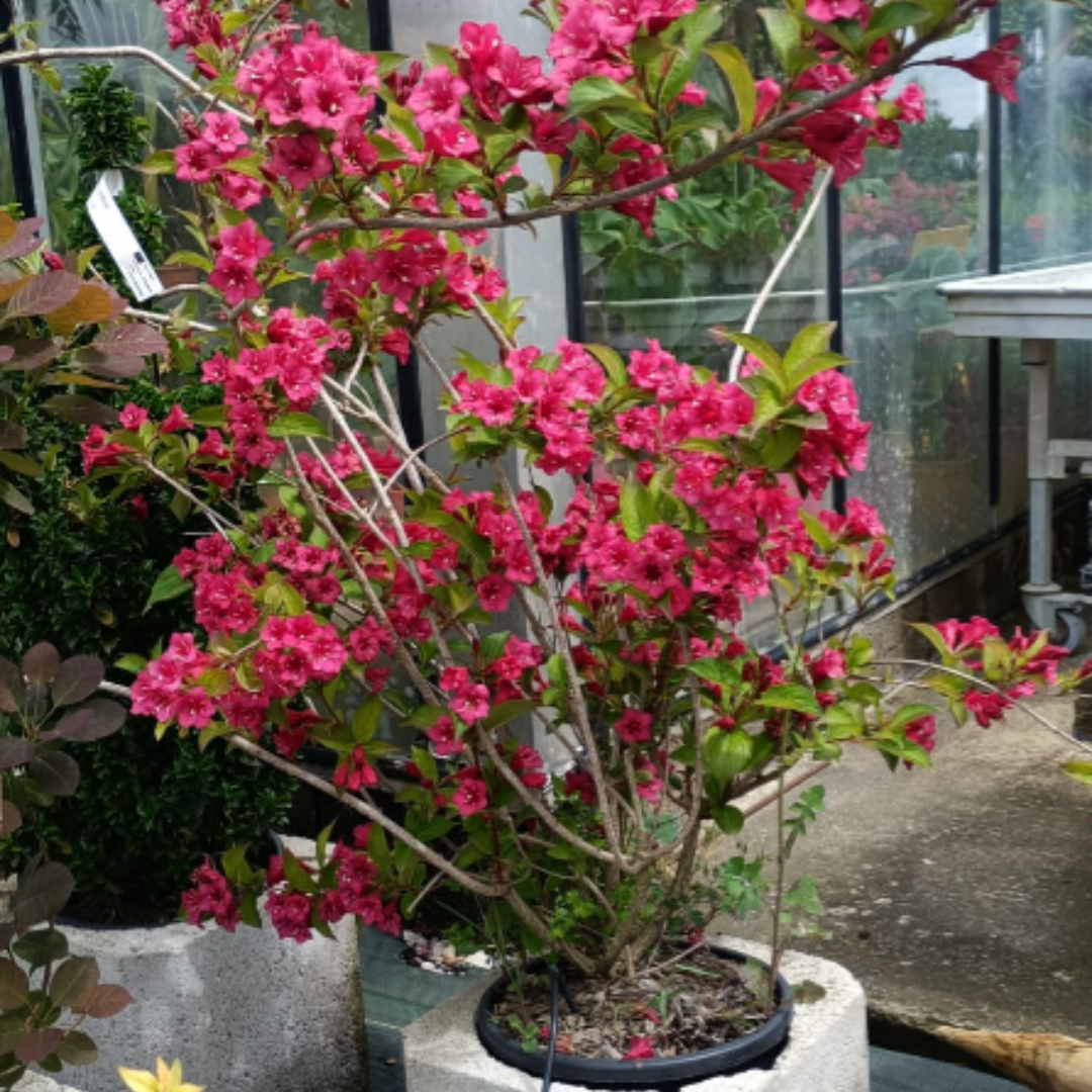 Photo d'une Weigela florida