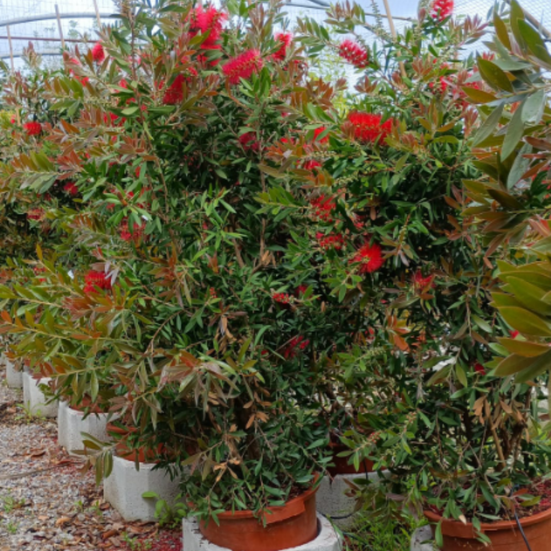 Photo d'un Callistemon