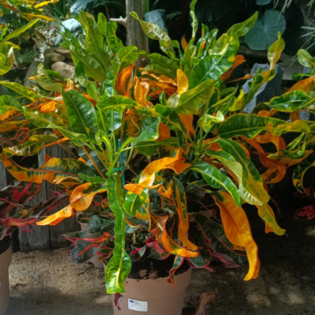 Photon d'un Croton
