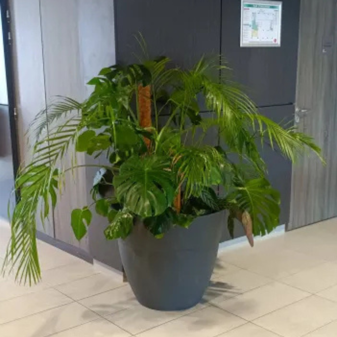 Aménagement de bureaux décorer avec des plantes