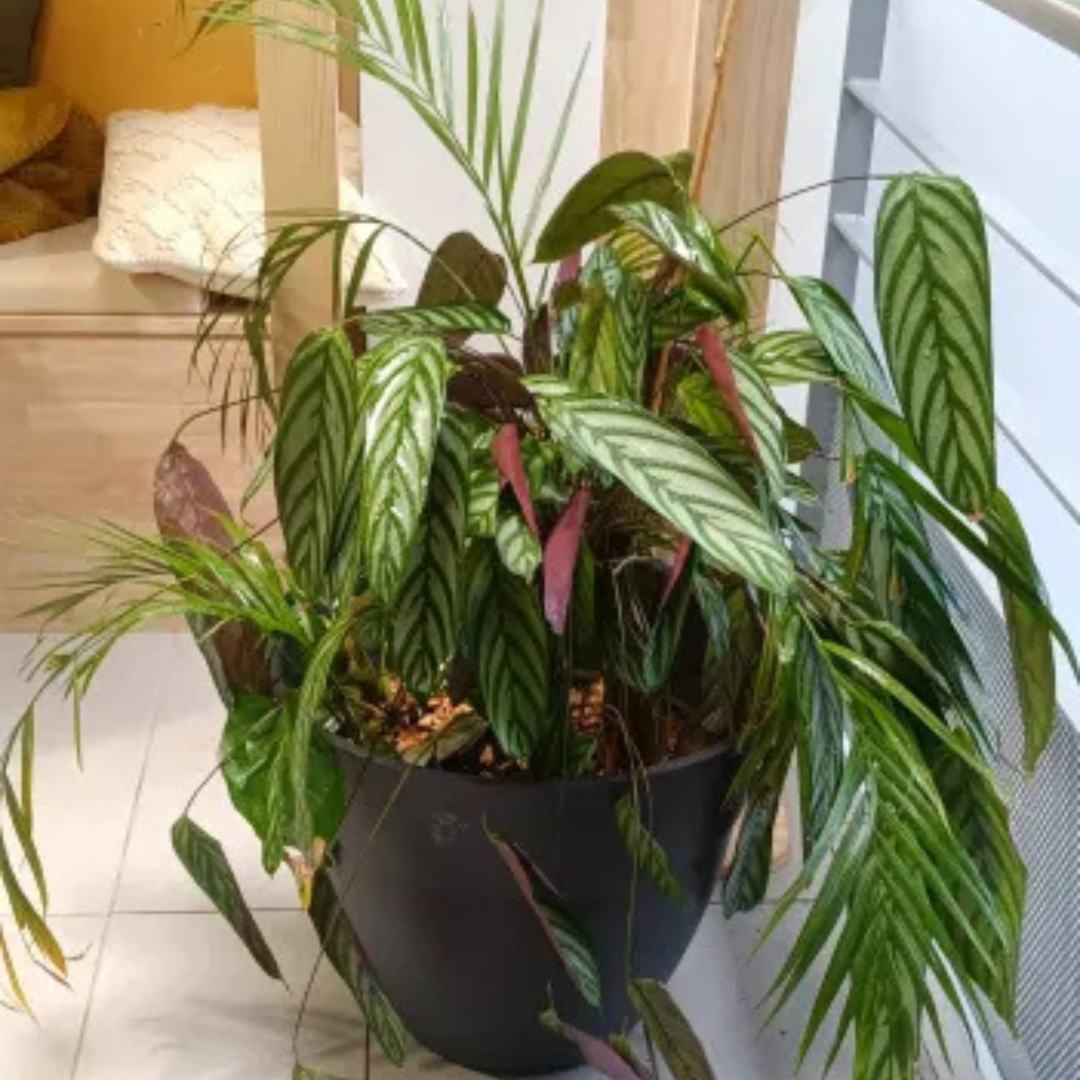 Aménagement de bureaux décorer avec des plantes