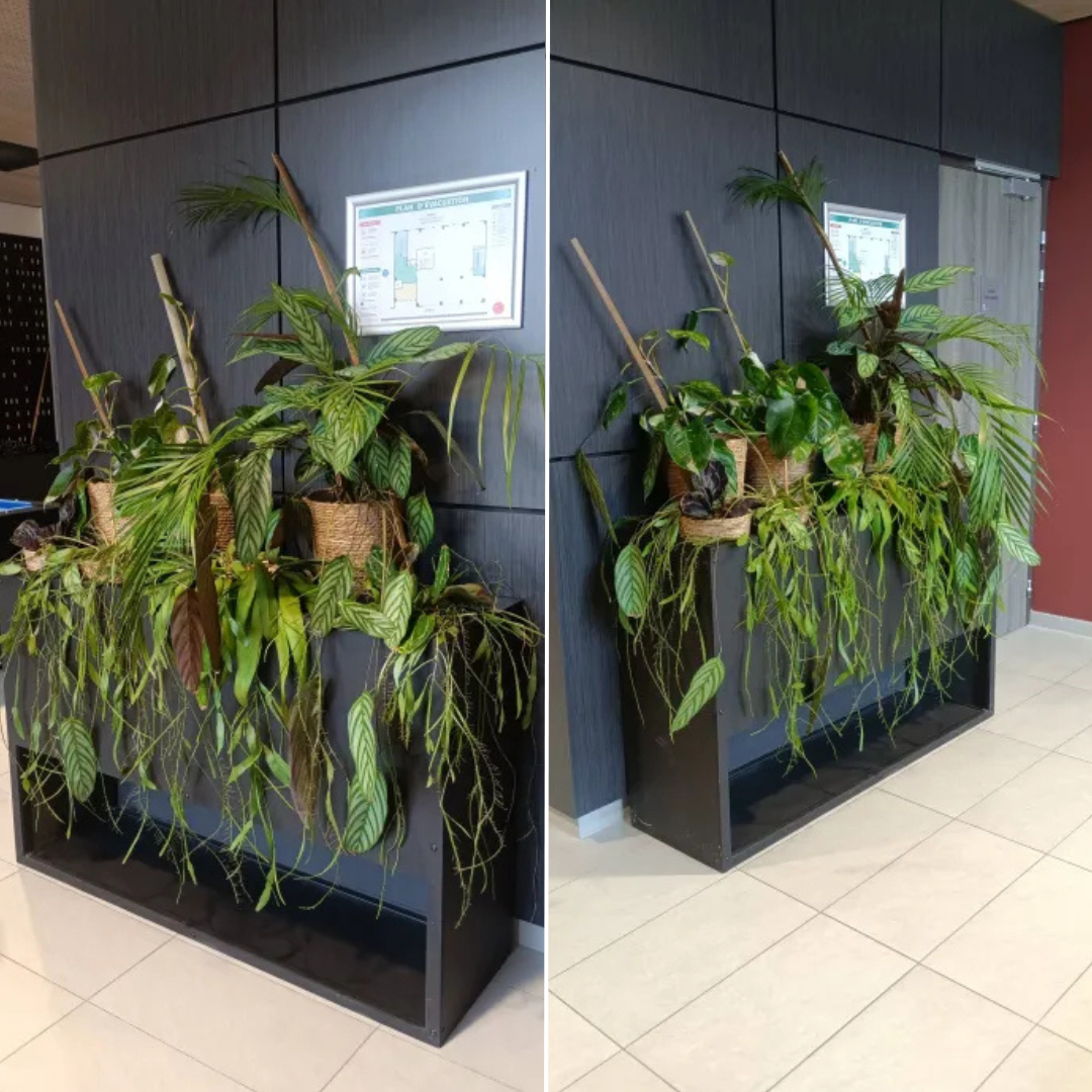 Aménagement de bureaux décorer avec des plantes