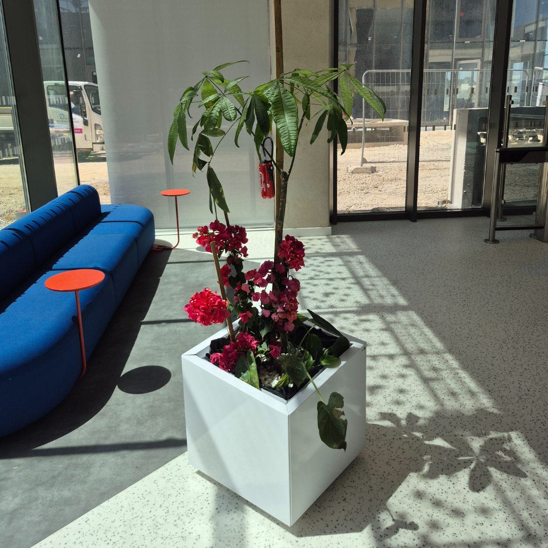 Décoration des espaces intérieur du batiment Ynov Montpellier avec des plantes