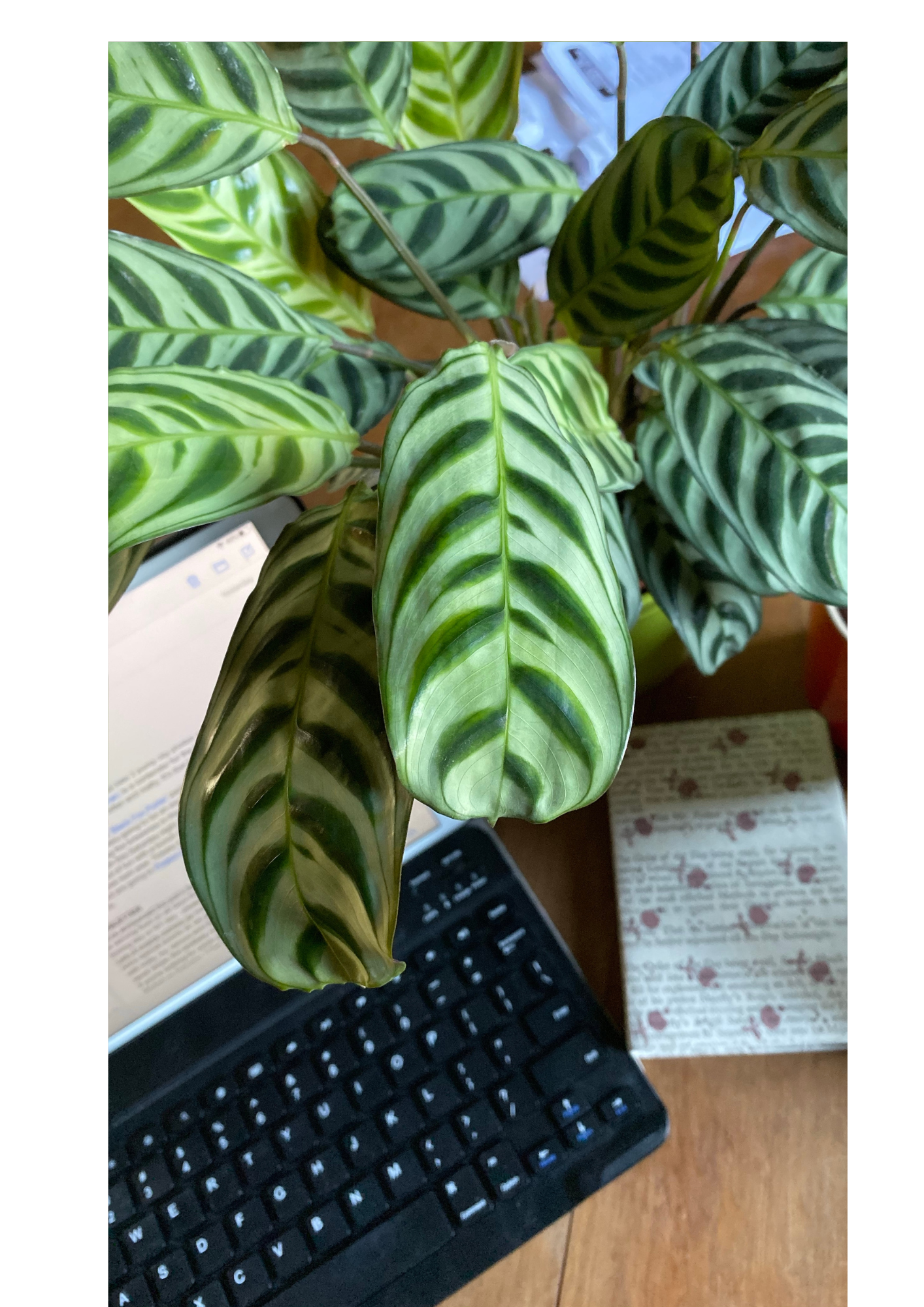 Plante en pot sur un bureau