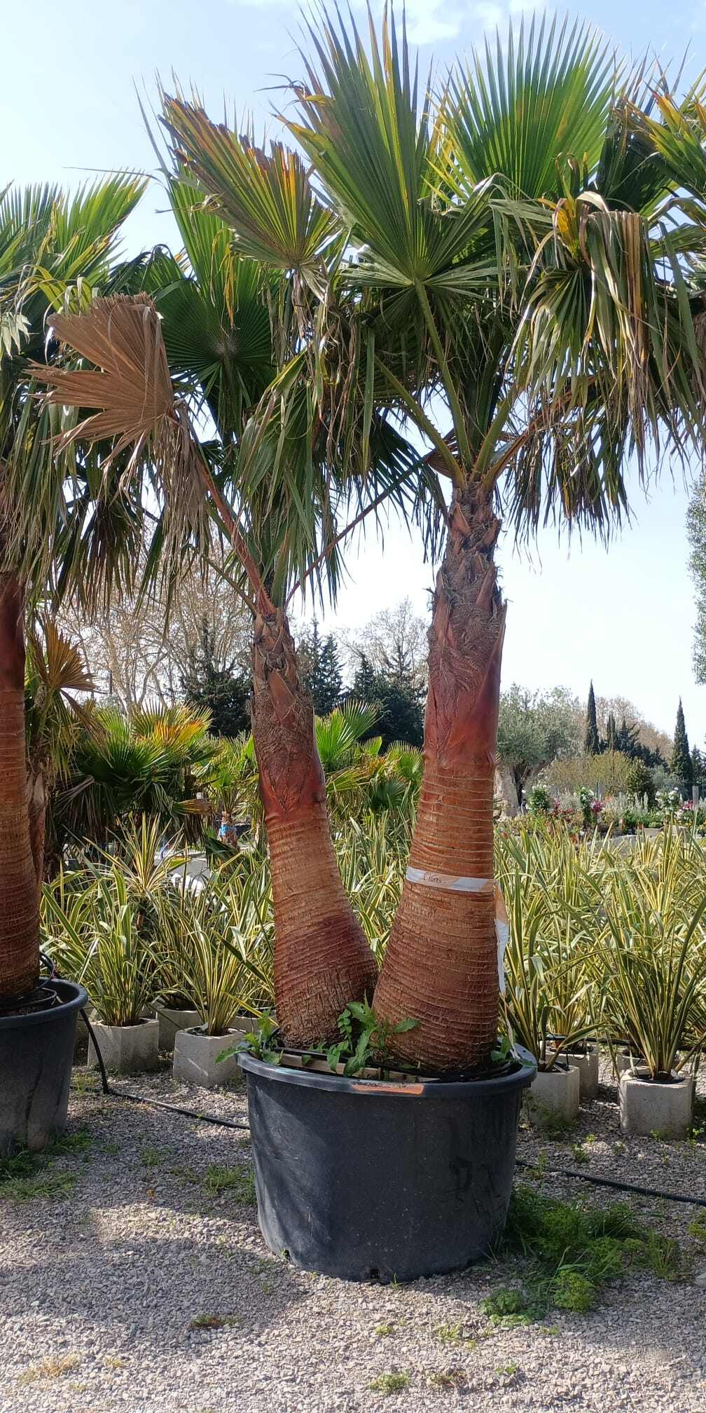 Palmier issus d'un horticulteurs montpelliérain