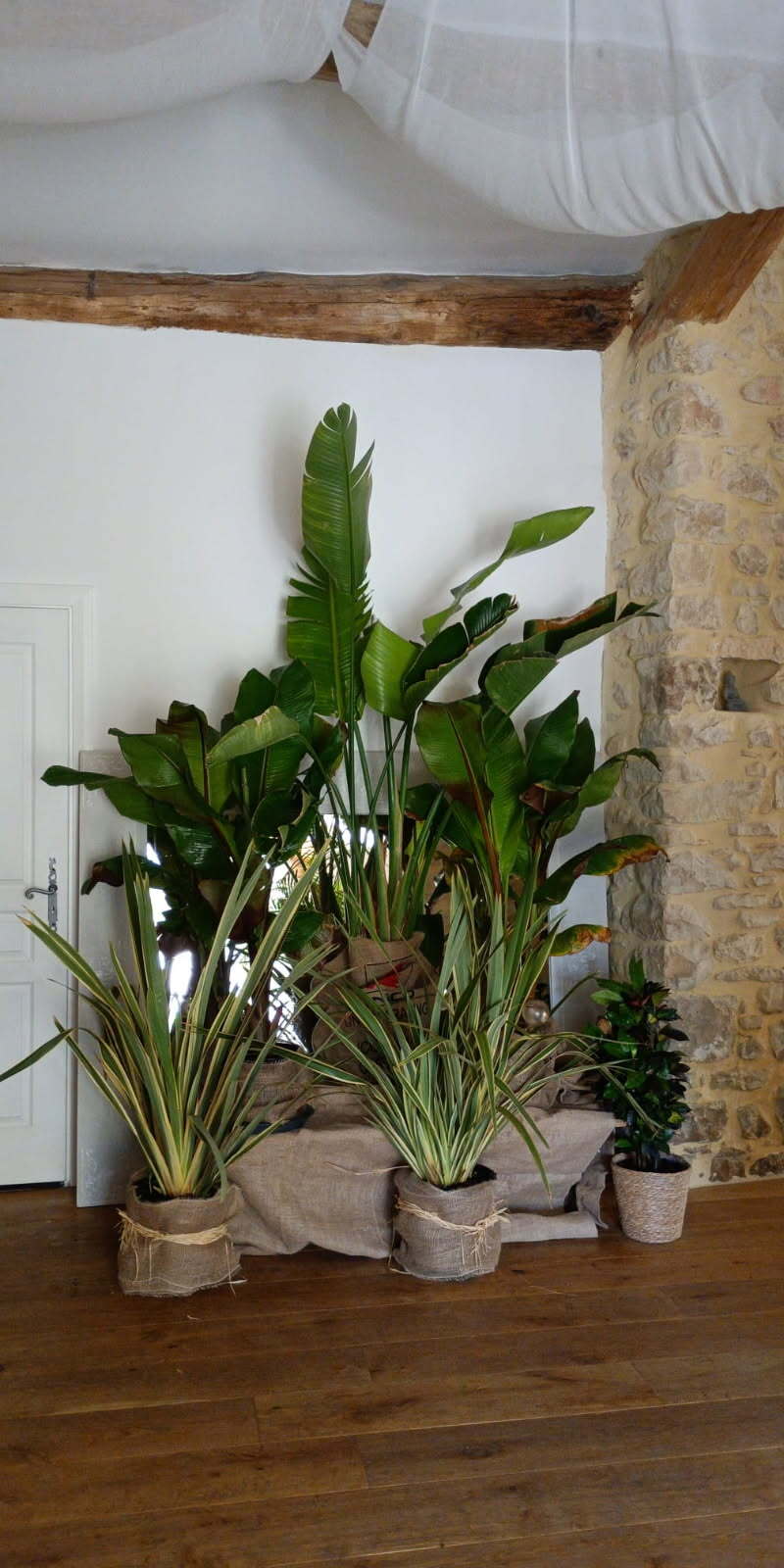 Végétalisation d'un mariage ambiance jungle chic avec des plantes en pots fournit grâce à WePlante Vertuo