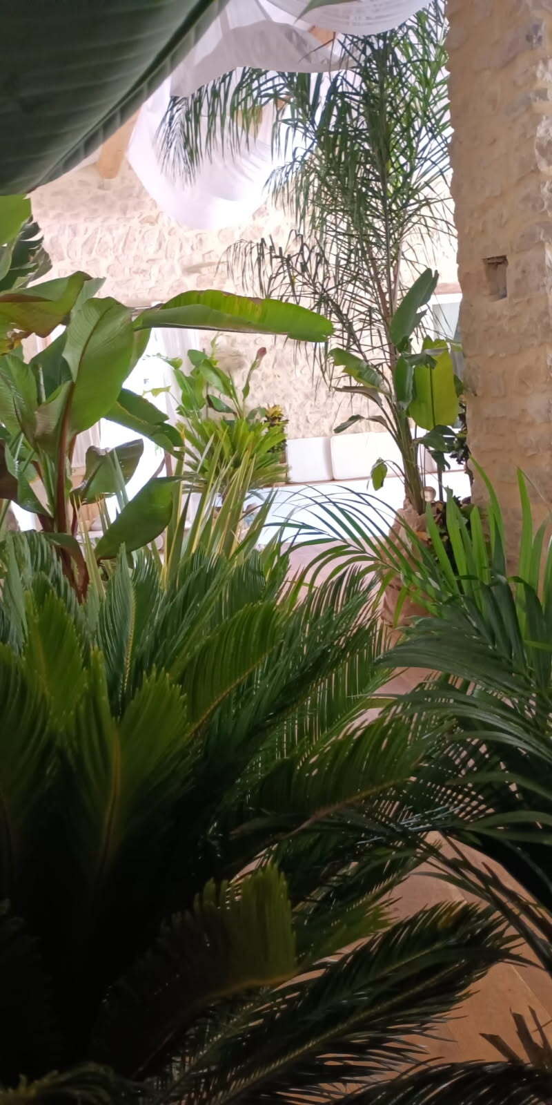 Végétalisation d'un mariage ambiance jungle chic avec des plantes en pots, fournit grâce à WePlante Vertuo