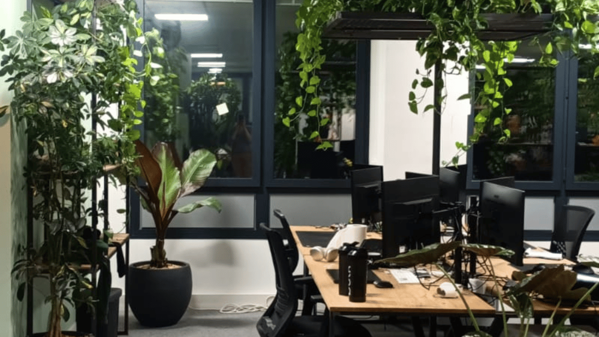 Aménagement de bureaux décorer avec des plantes