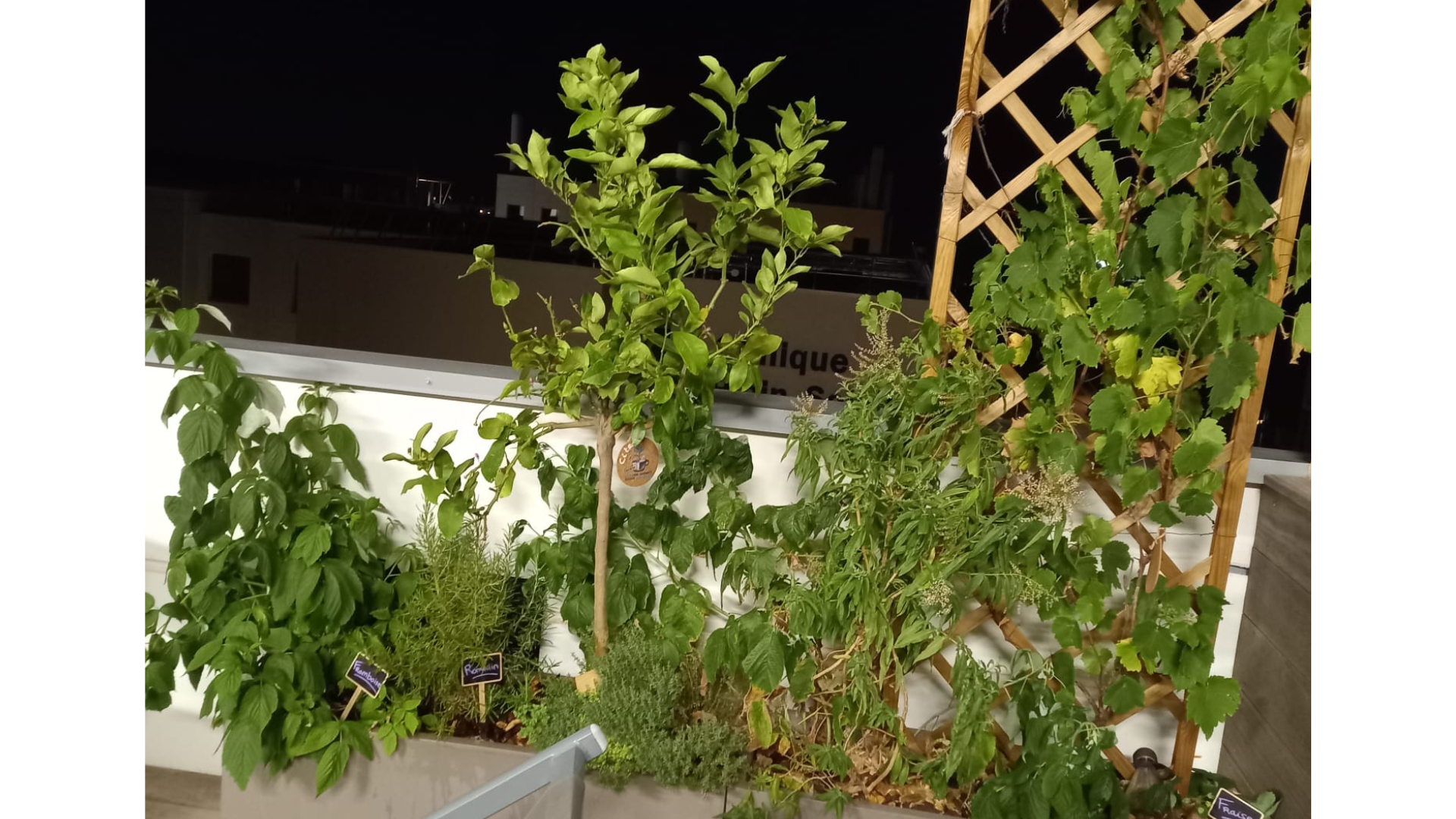 Espaces extérieur d'entreprise décorer avec des plantes