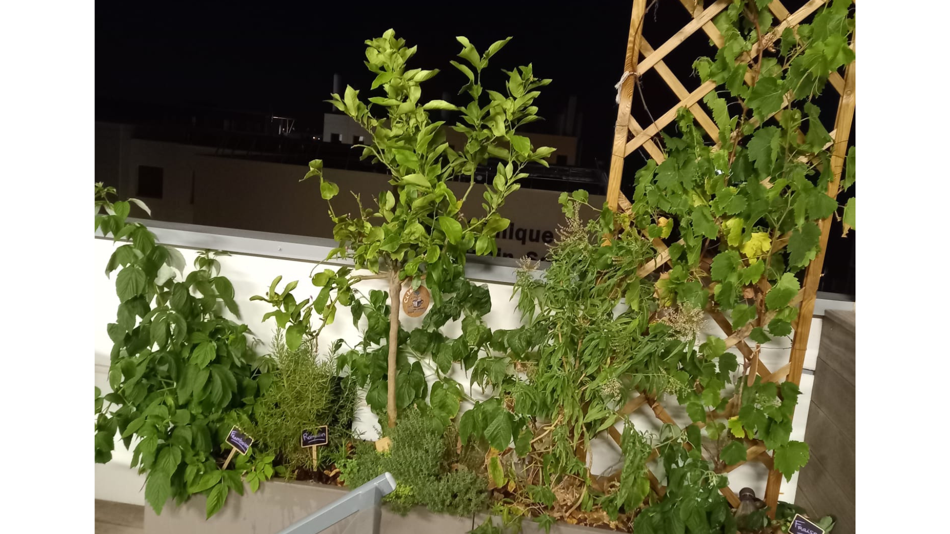 Espaces extérieur d'entreprise décorer avec des plantes