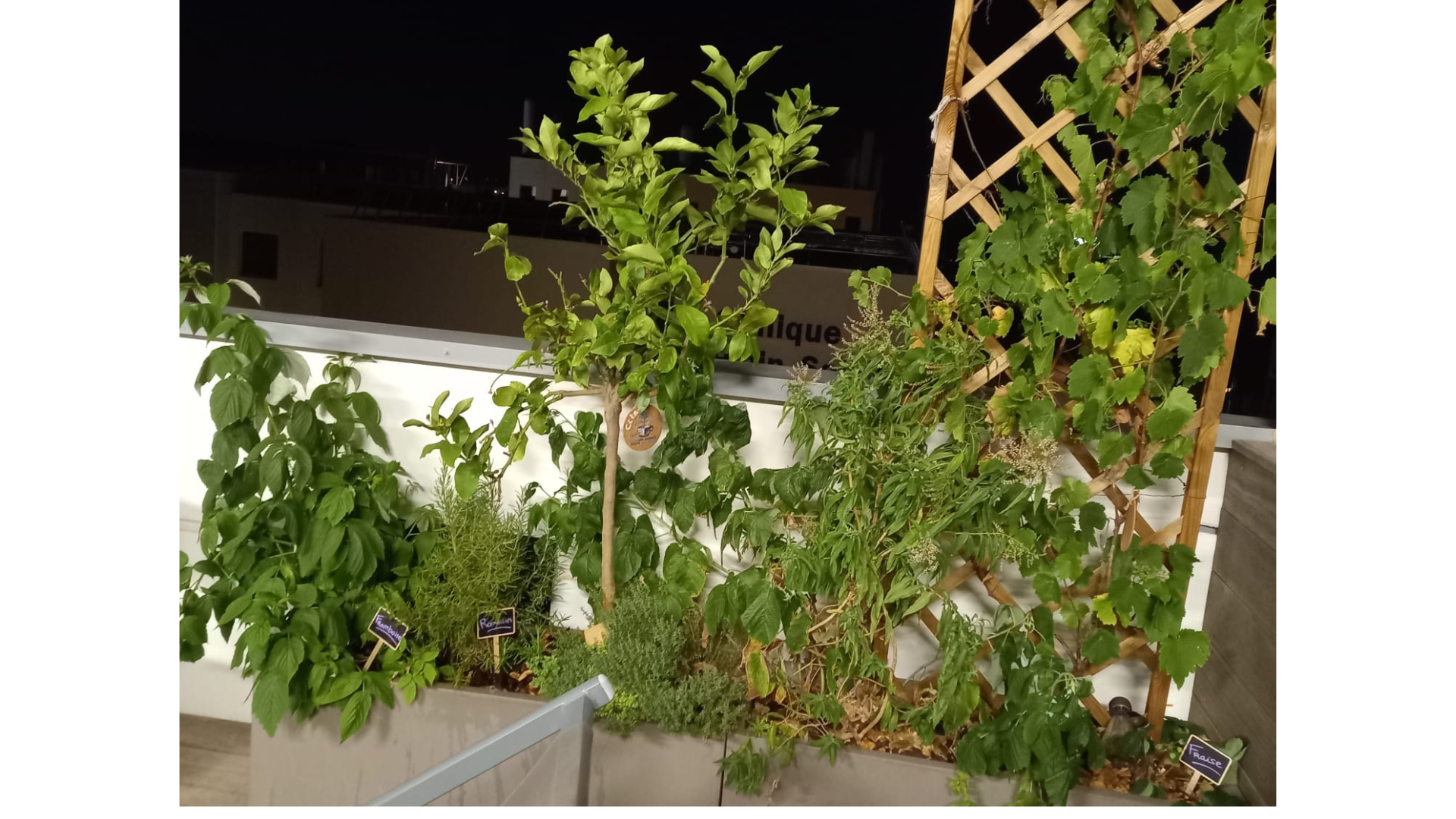 Espaces extérieur d'entreprise décorer avec plusieurs plantes en pots