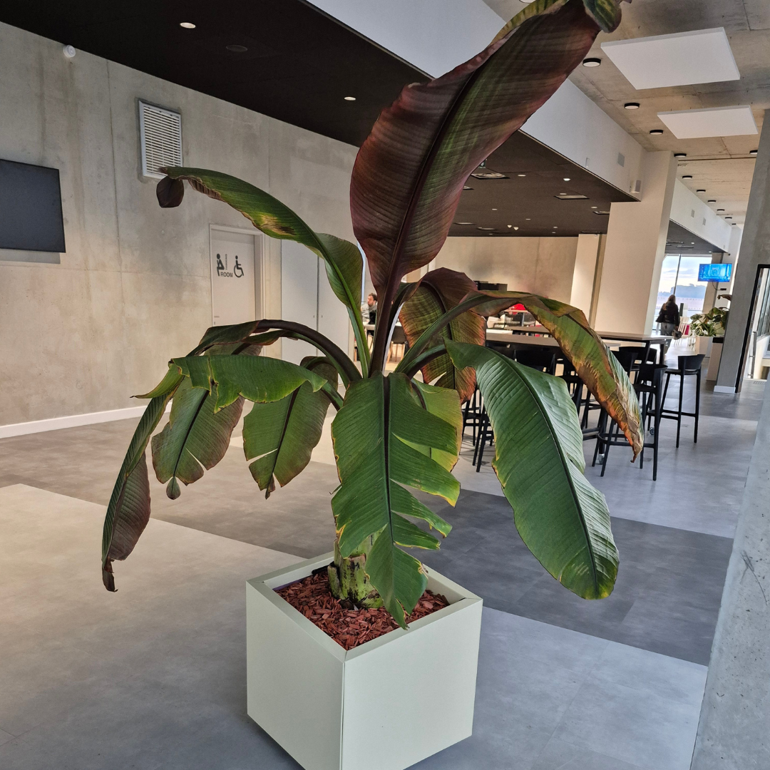 Décoration des espaces intérieur du batiment Ynov Montpellier avec un palmier