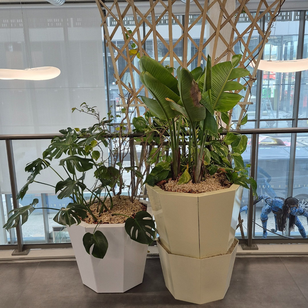 Décoration des espaces intérieur du batiment Ynov Montpellier avec des plantes