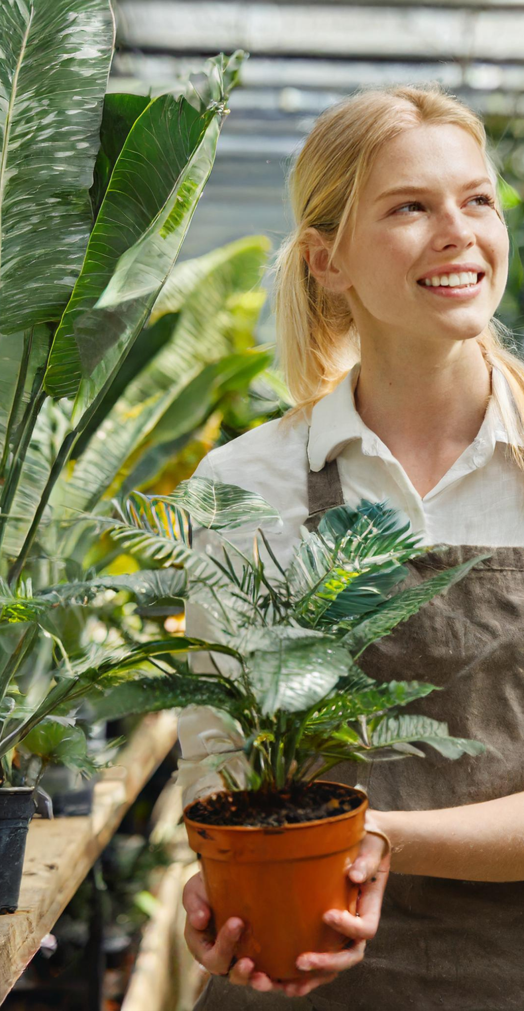 Horticultrice tenant une petite plante en pot