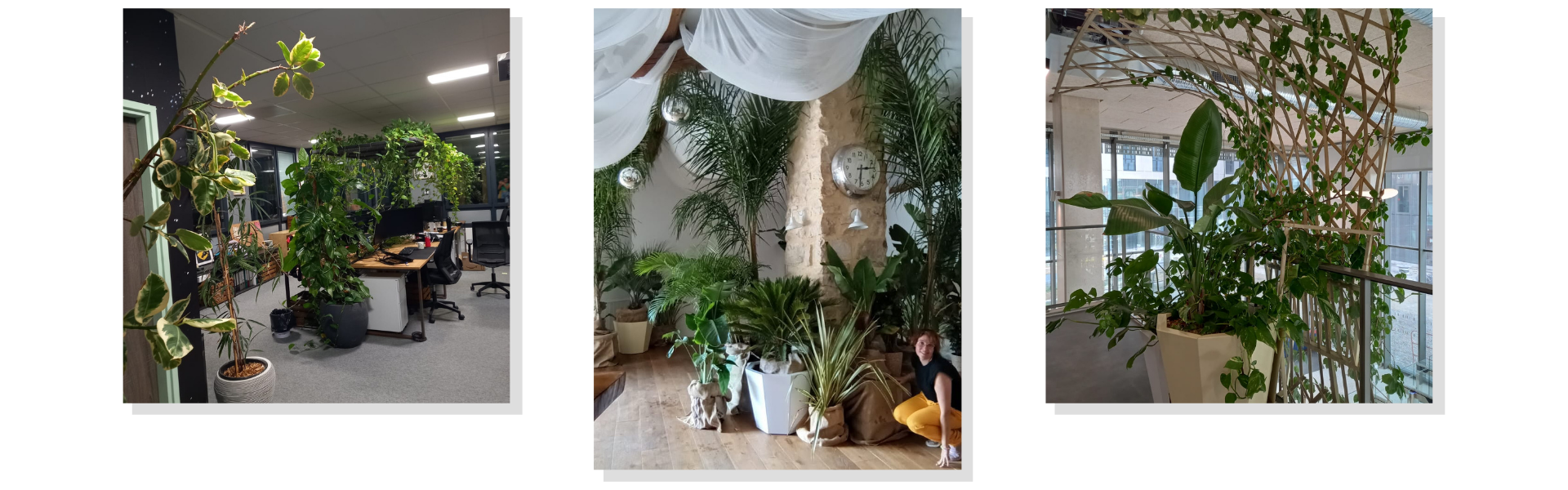 Photos d'aménagements végétal d'espaces intérieurs avec des plantes en pots 