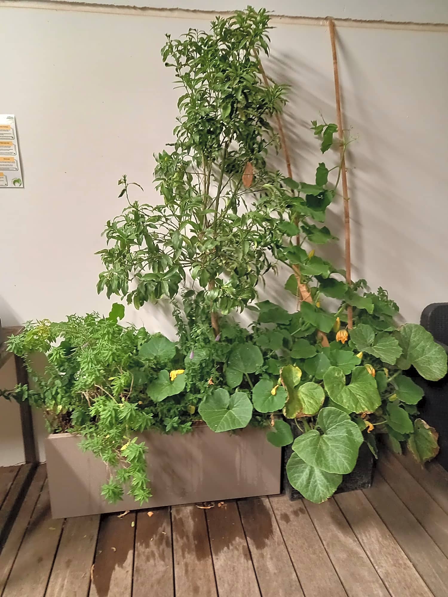 Espaces extérieur d'entreprise décorer avec des plantes